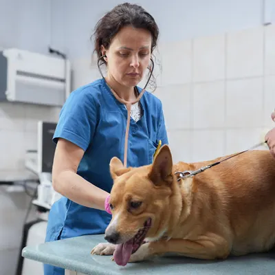 Żbik Przychodnia Weterynaryjna Mirosław Gniot